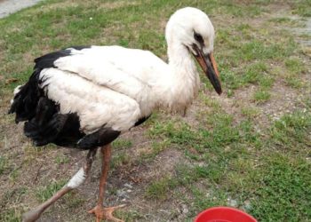 Волонтери на Тернопільщині просять допомогти пораненому птахові