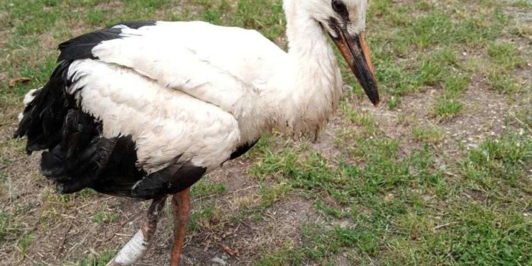 Волонтери на Тернопільщині просять допомогти пораненому птахові