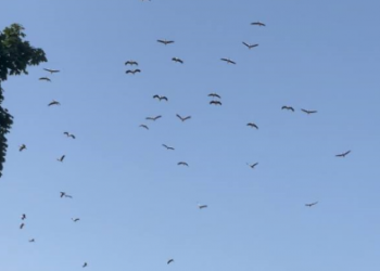 У Тернополі під час молитви за український народ у небі кружляли десятки лелек