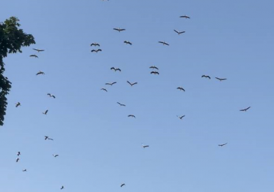 У Тернополі під час молитви за український народ у небі кружляли десятки лелек