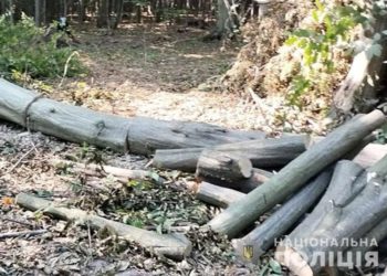 Бучацькі поліцейські припинили незаконну порубку дерев
