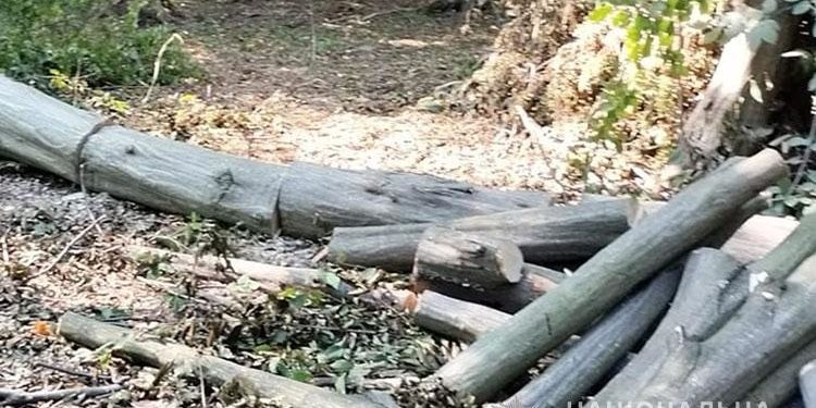 Бучацькі поліцейські припинили незаконну порубку дерев