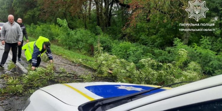На Тернопільщині негода повалила на дорогу дерево