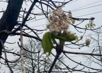 Природна аномалія: у Тернополі зацвіли каштани (Фотофакт)