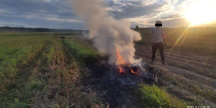 У Тернополі будуть проводити систематичні рейди, щоб виявляти паліїв трави