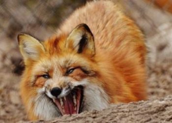 Через укус кота на Монастирищині карантин