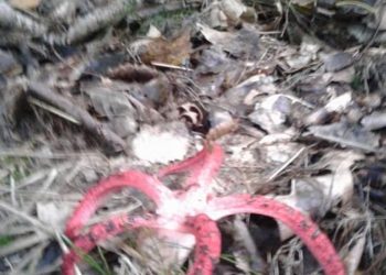 На Підгаєччині знайшли рідкісний гриб “Пальці диявола” з трупним запахом