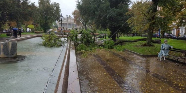 Перекрило тротуар і впало у фонтан: у центрі Тернополя вітер повалив велике дерево