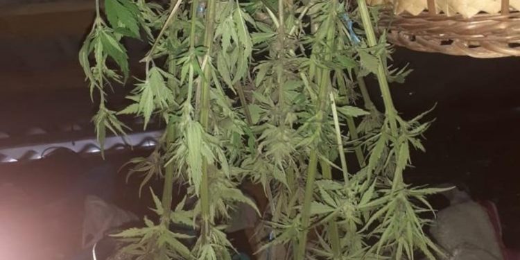 18-річний житель Тернопільської громади влаштував на горищі конопляну “плантацію”