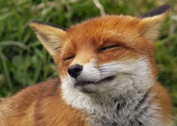 На Тернопільщині – нашестя лисиць