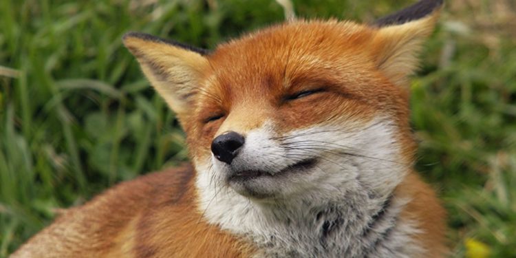 На Тернопільщині – нашестя лисиць