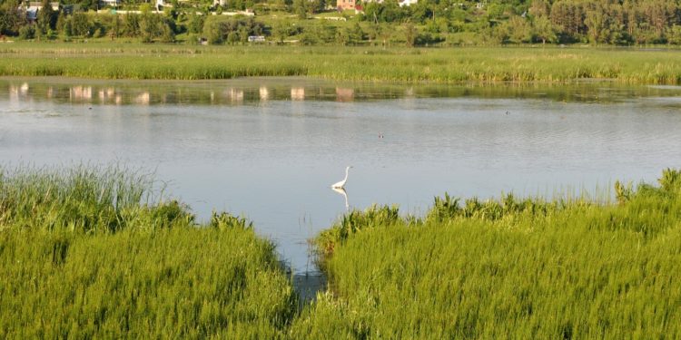 Недолугий тиск прокуратури продовжується. Цього разу ідеться про гідрологічний заказник, – ТМР