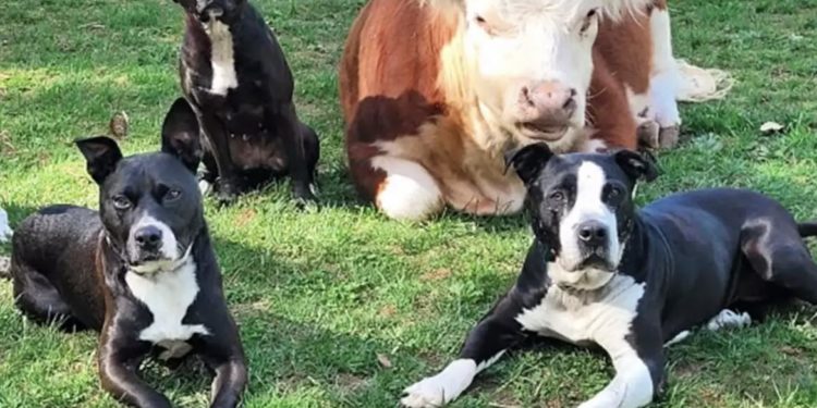 Нардеп з Тернопільщини став ініціаторам проекту закону, який зоозахисники називають “живодерським”