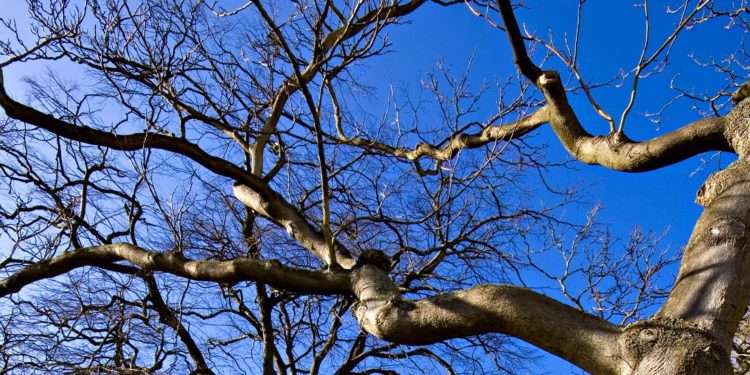 Гілка смертельно травмувала пенсіонера у Шумській громаді