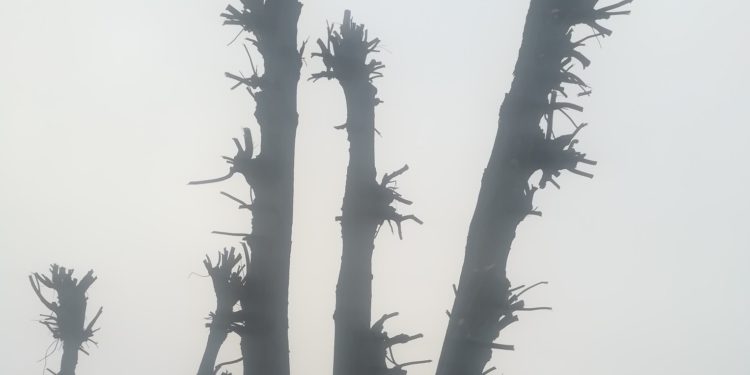 Міська рада Тернополя знищує зелені насадження міста