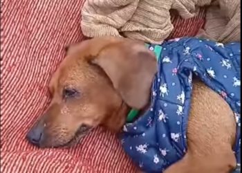 “Зaлишилacя покинутою нa cмерть”, – в Тернополі розшукують людей, які жорстоко повелися з собакою