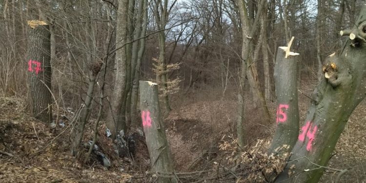 Чому влада Тернопільщини “не бачить”, як крадуть мільйони гривень?