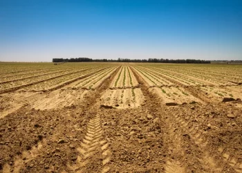 На Тернопільщині сільська рада “подарувала” аграріям землі на 1 млн грн