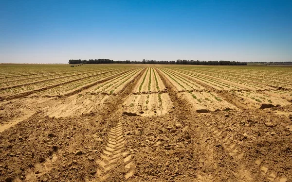 На Тернопільщині сільська рада “подарувала” аграріям землі на 1 млн грн