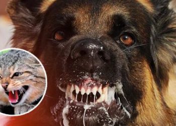 Вже у двох громадах на Тернопільщині оголосили карантин через поширення сказу