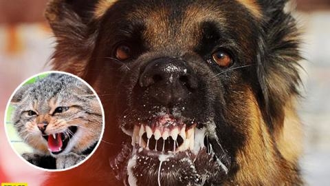 Вже у двох громадах на Тернопільщині оголосили карантин через поширення сказу