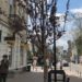 Міська рада Тернополя вирішила викорчувати дерева, які посадили 5 років тому, та потратити понад 100 тисяч на нові