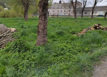 Загадкове “зникнення” парку на Тернопільщині: як дружина мера Підгаєць причетна до знищення зеленої зони?