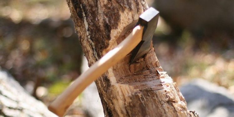 Колишньому помічнику лісничого з Тернопільщини пред’явили підозру в незаконній вирубці дерев