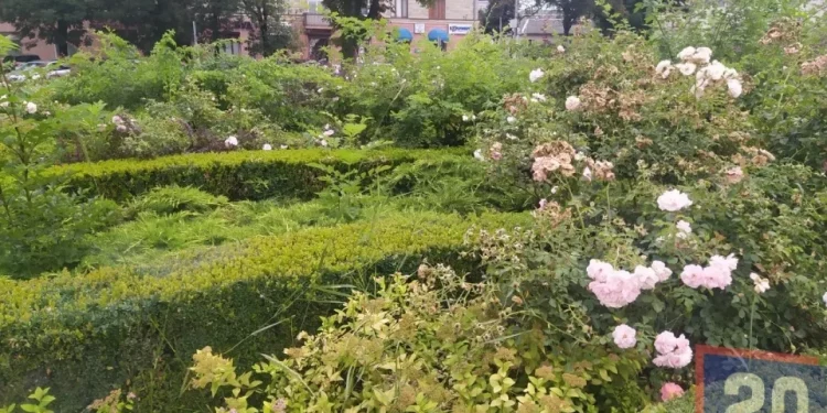 Тернопіль красивий. Навпроти Катедри клумба заросла будяками