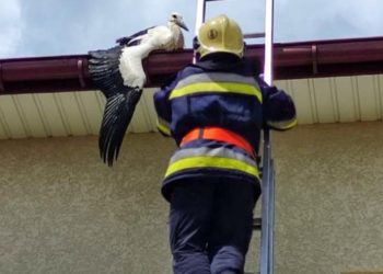 У Бучачі рятувальники врятували лелеку