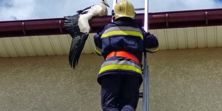 У Бучачі рятувальники врятували лелеку