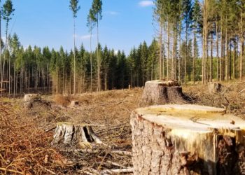 Посадовець Тернопільської ОВА сприяв незаконній вирубці понад 500 дерев