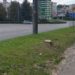 Тернопільські можновладці продовжують знищувати зелені насадження міста: цього разу добралися до багаторічних каштанів