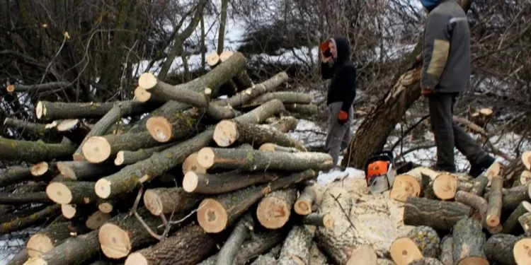 Зрубав дерев майже на 2 мільйони гривень: лісник з Тернопільщини знищував природно-заповідну зону