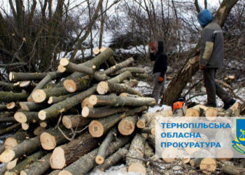 На Тернопільщині судитимуть лісника, який незаконно зрубав дерева у заповіднику