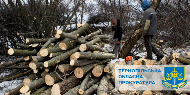 На Тернопільщині судитимуть лісника, який незаконно зрубав дерева у заповіднику