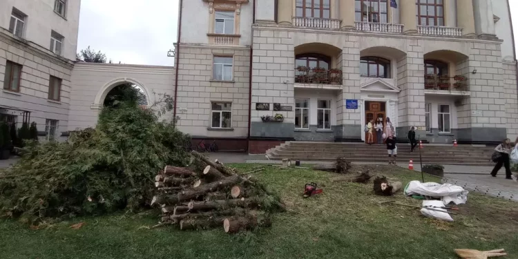 Одна зі шкіл Тернополя вирубала багаторічні дерева, щоб встановити бордюр та посадити квіти