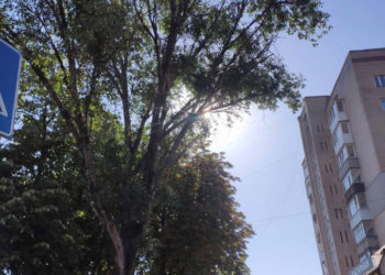 Тернопіль втрачає свій зелений покрив: міська рада продовжує вирізку дерев на вулицях міста