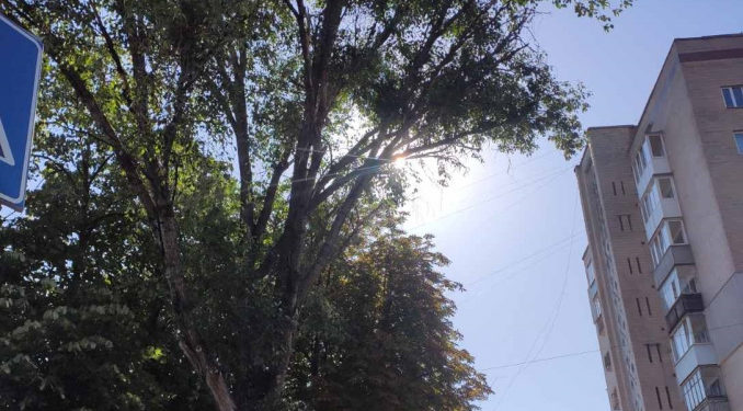 Тернопіль втрачає свій зелений покрив: міська рада продовжує вирізку дерев на вулицях міста