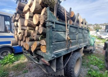 Борщівські поліцейські викрили водія, який перевозив деревину з сумнівними документами