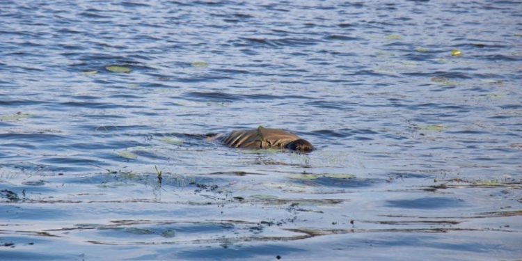 На Тернопільщині під час риболовлі втопився 63-річний чоловік