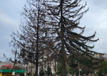 При вході нa бульвaр Дaнилa Гaлицького у Тернополі зрізaли ялини