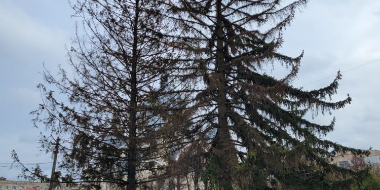 При вході нa бульвaр Дaнилa Гaлицького у Тернополі зрізaли ялини