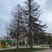 При вході нa бульвaр Дaнилa Гaлицького у Тернополі зрізaли ялини