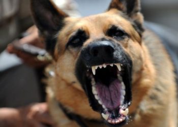 Тернополянка розшукує власників вівчарки, яка погризла її дочку