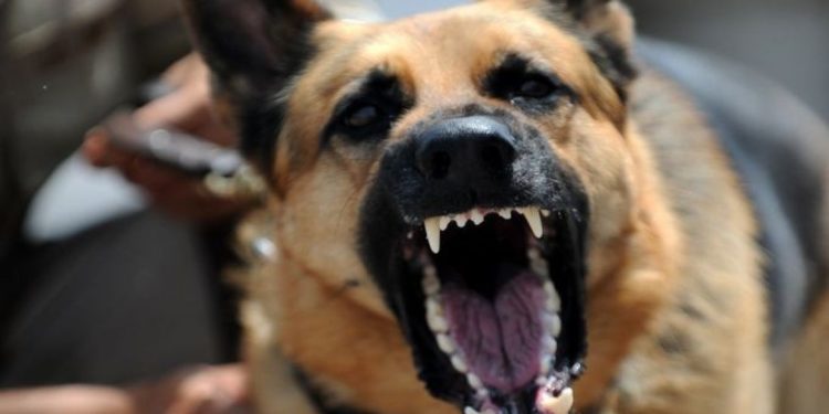 Тернополянка розшукує власників вівчарки, яка погризла її дочку