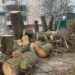 У Тернополі зрізали 12 дерев: що кажуть мешканці будинків