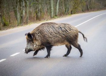 На Тернопільщині BMW зіткнувся на дорозі з кабаном