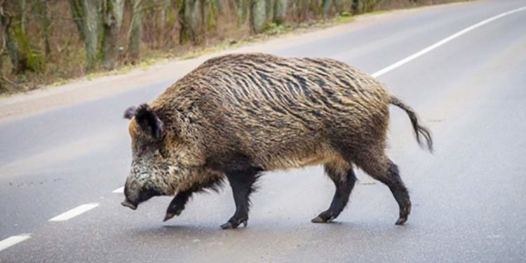 На Тернопільщині BMW зіткнувся на дорозі з кабаном
