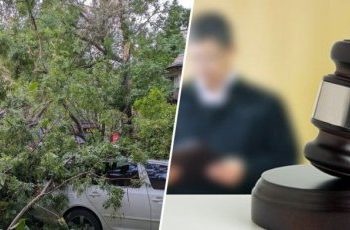 Тернополянин відсудив в міської ради гроші через дерево, котре пошкодило автомобіль